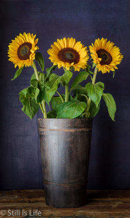 Sunflowers_No1